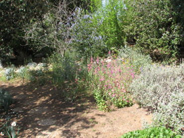 From desert to oak woodland