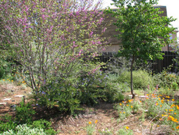 Redbud and Catalina cherry