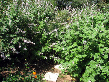 Catalina bush mallow