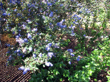Ceanothus 'Frosty Blue'
