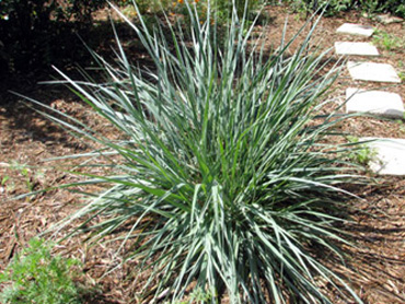 Leymus ‘Canyon Prince’