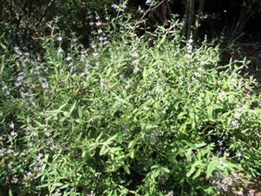 'Calamity Jane' sage