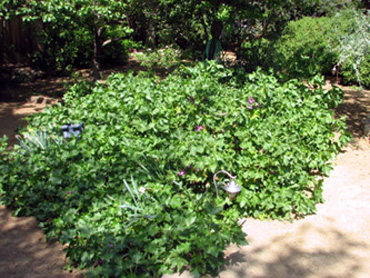 Lavatera ‘Purissima’