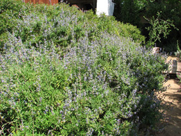 'Dara's Choice' sage