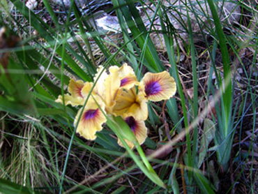 Pacific Coast Iris