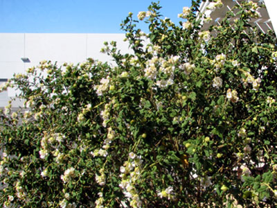 Santa Lucia Mallow