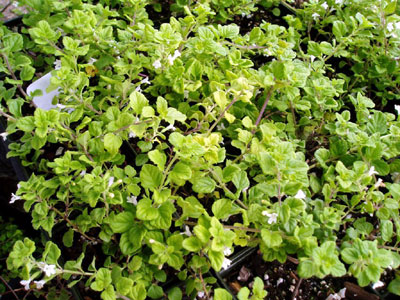 San Miguel Savory