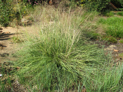 Sporobolus Airoides
