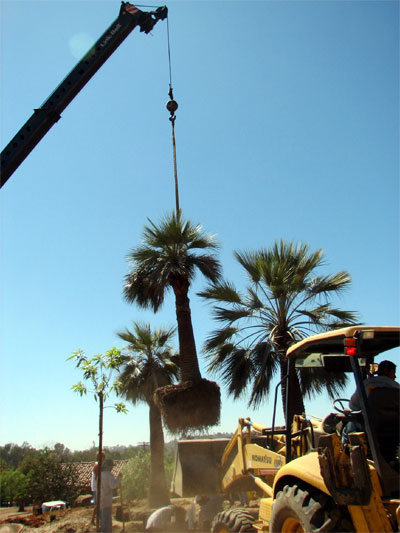 Heavy crane placing palms in the landscape