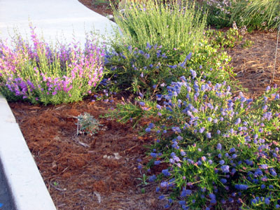 Ceanothus and Penstemon