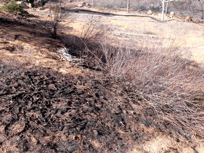 Rosemary burned to ashes; native buckwheat is only scorched