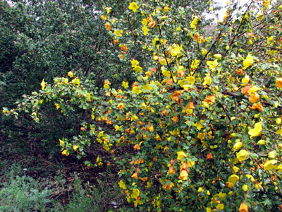 Fremontodendron Californicum Napense