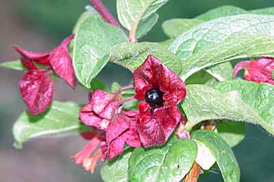 Twinberry