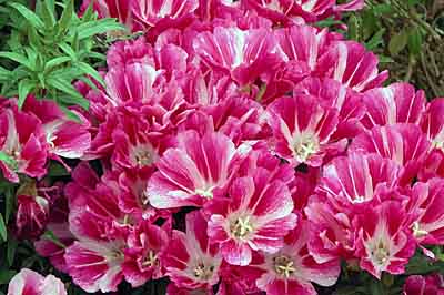 Clarkia