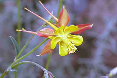 Red Columbine