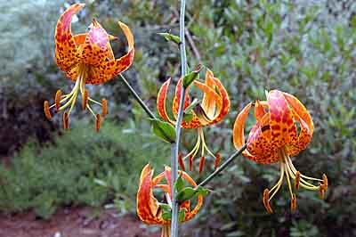 Humboldt Lily