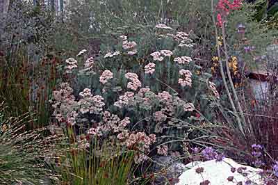 Island Buckwheat