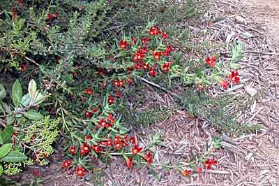 Monkeyflower