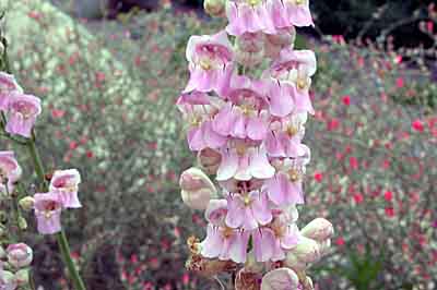 Palmers Penstemon