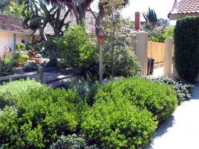 Natives edge the driveway