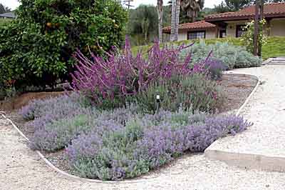 Mediterranean plants create a transition