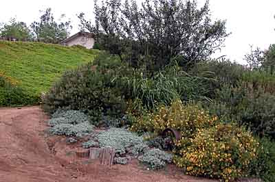 Foliar and flower color make a statement