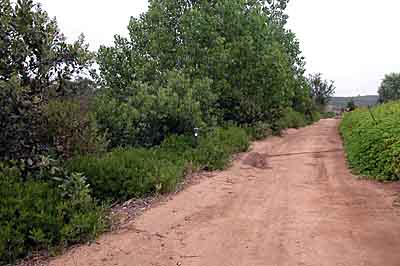 Four year old chaparral garden