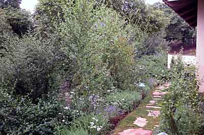 Native woodland shade garden