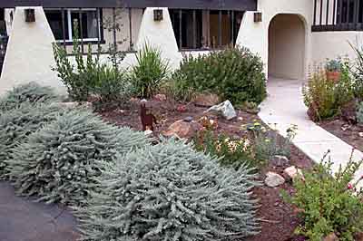 Contrasting color of Artemesia