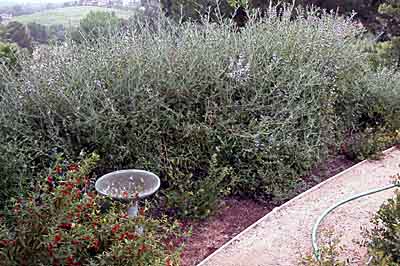 Bird baths are an essential part of the native habitat