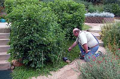 Dogwood, roses, and Yerba Buena attract wildlife