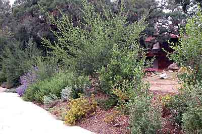 Oak woodland lends color and texture