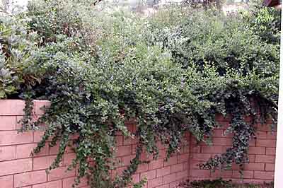 Island chaparral demonstrates the lushness of California natives