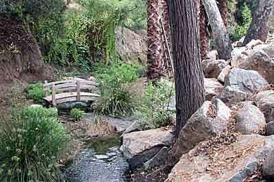 Streamside woodland restoration