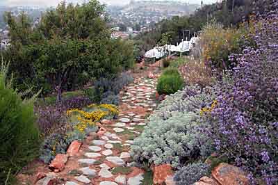 Stone pathway planted in thyme