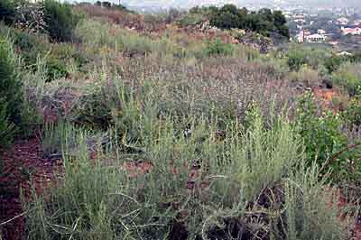 Coastal sage shrub and chaparral restoration