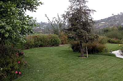 We model lawns ecologically as a freshwater marsh