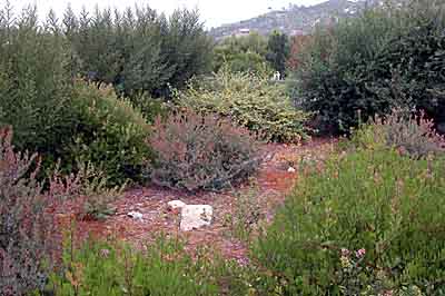 Mountain chaparral garden
