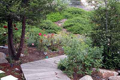 A boardwalk winds past redwoods