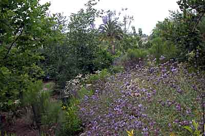 No soil amendments or fertilizer