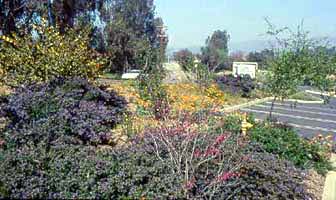 Colorful, chapparral garden