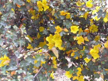 Flannel Bush
