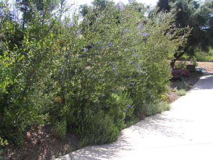 Ceanothus ‘Sierra Blue’