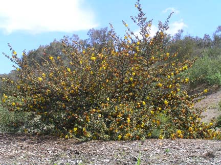Mexican Flannel Bush