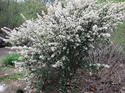 Ceanothus Verrucosus