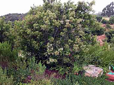 Toyon