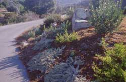 Contrasting Plantings